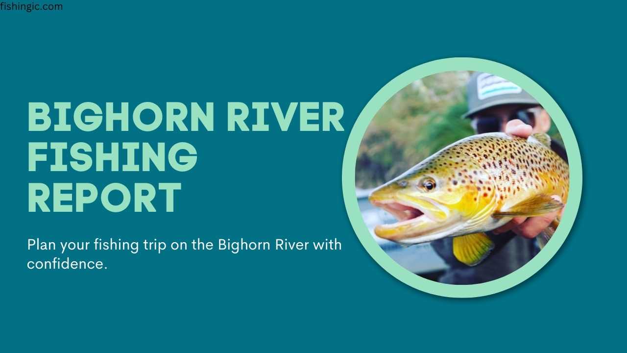 bighorn river fishing report