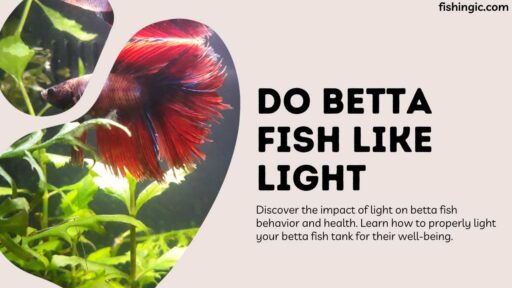 Do Betta Fish Like Light