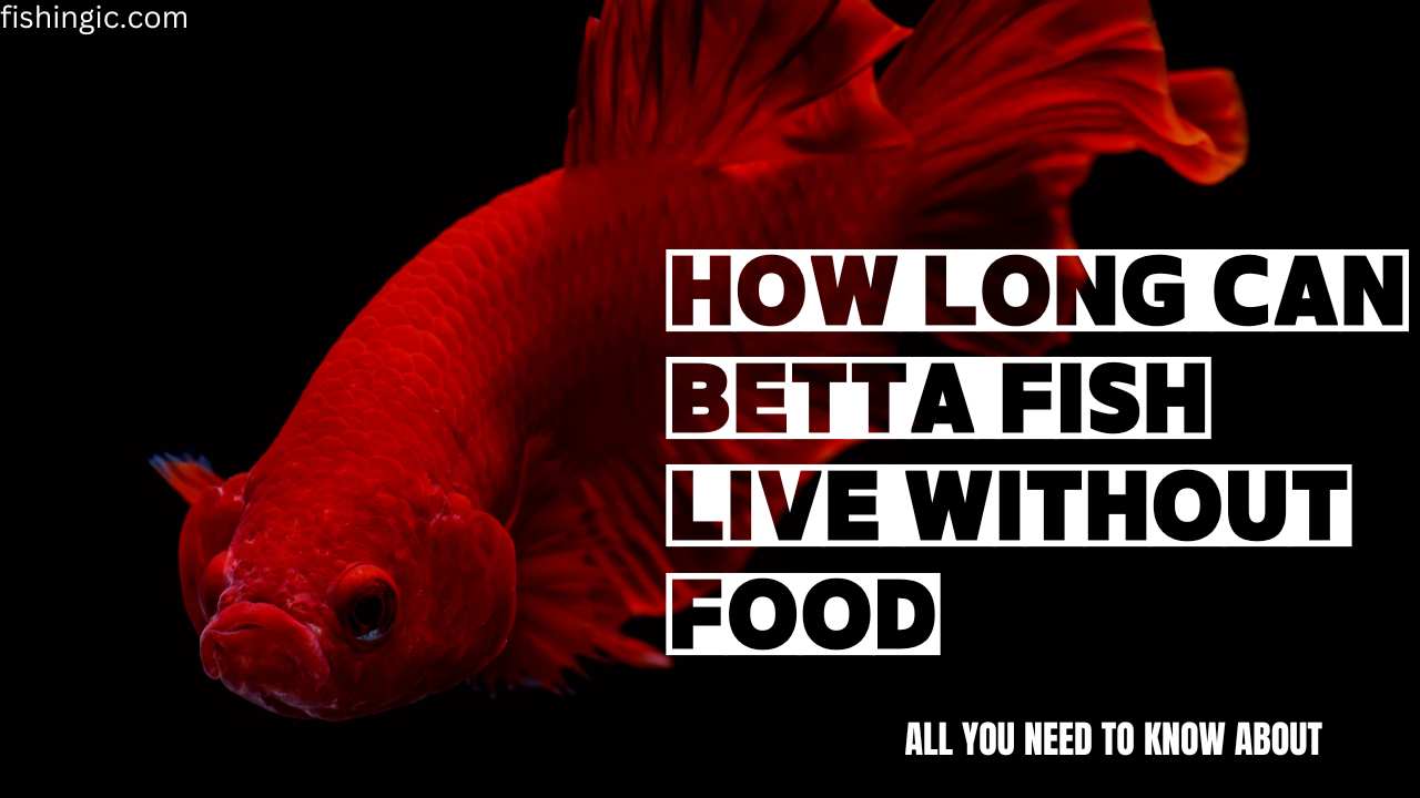 how long can betta fish live without food