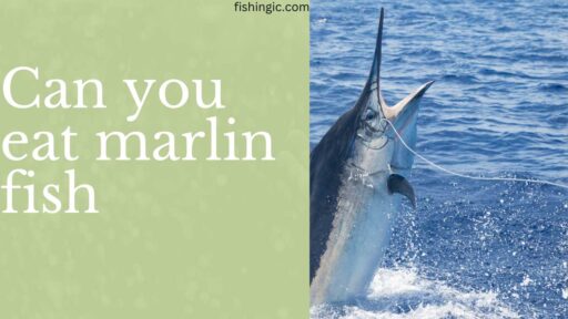 Can you eat marlin fish